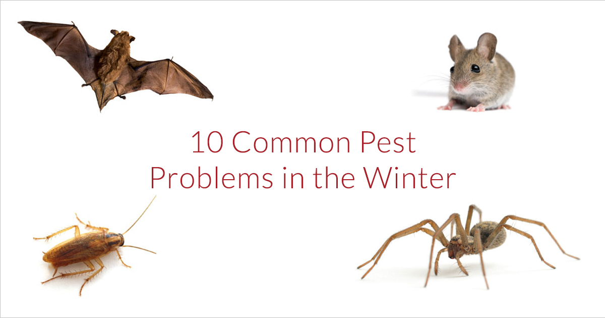Winter Pest Control in Des Moines, Iowa